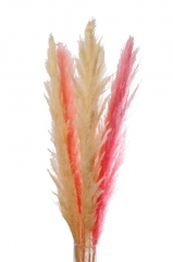 12 Dekorativna pampas trava   